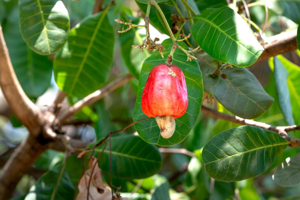 cashew_fruits