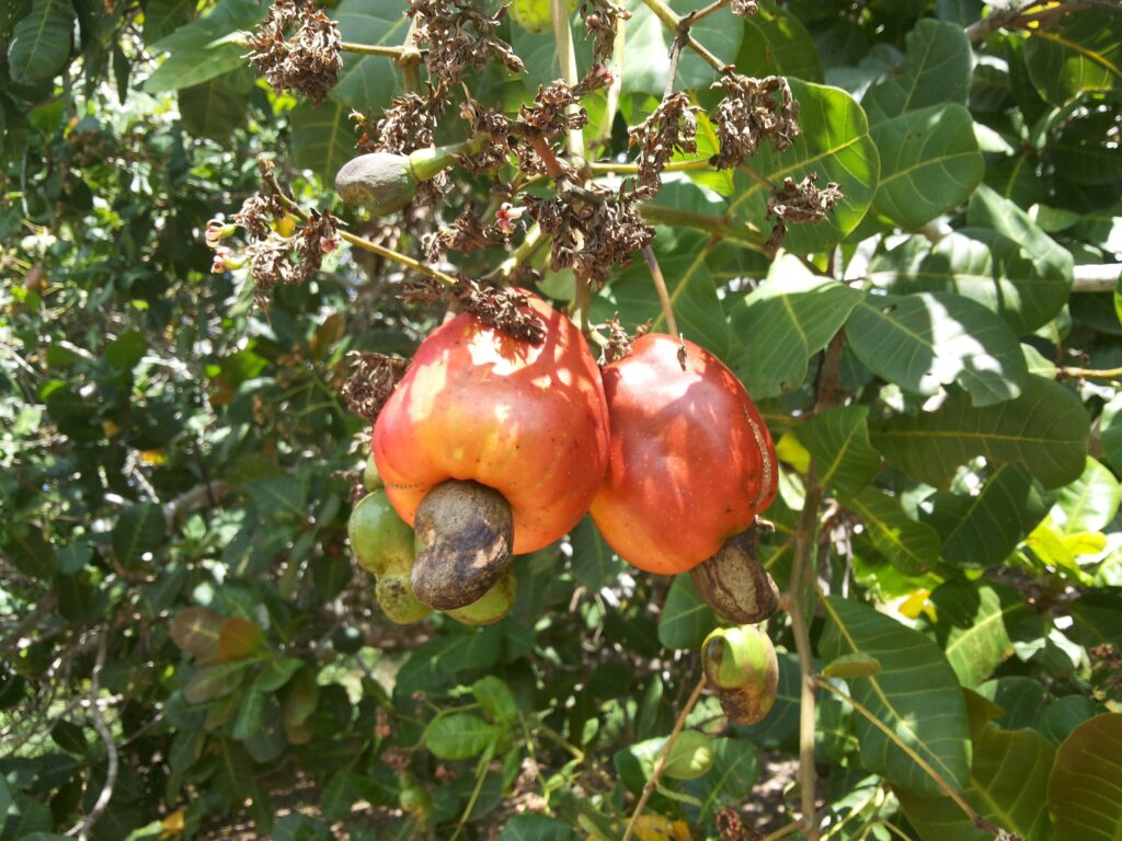 cashew-fruits